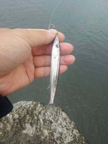 カマスの釣果