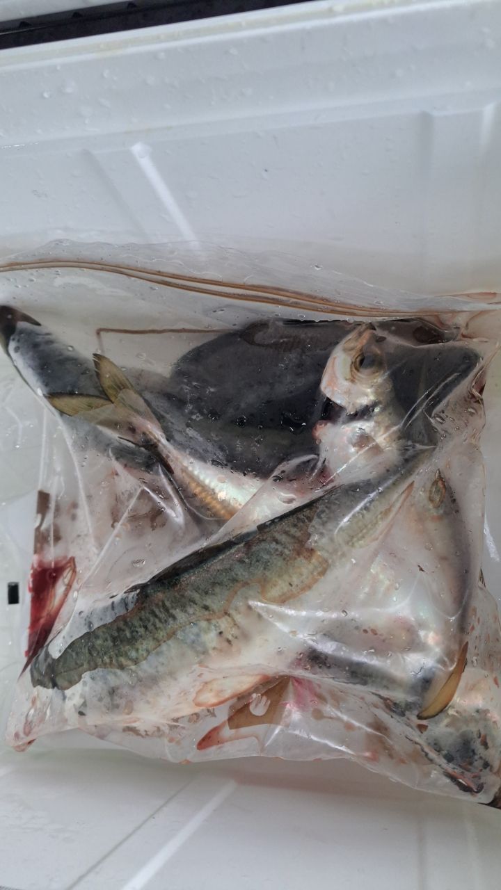 アジの釣果写真