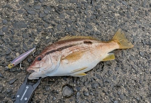 ヨコスジフエダイの釣果