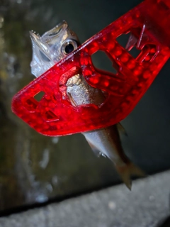 ムツの釣果