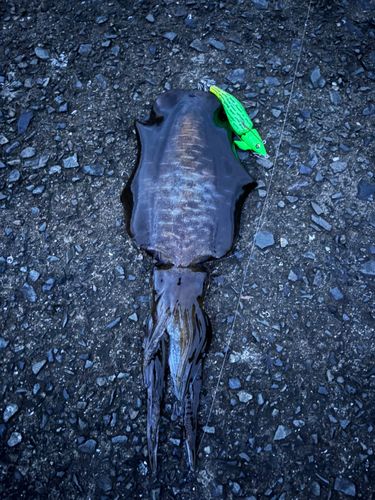 アオリイカの釣果