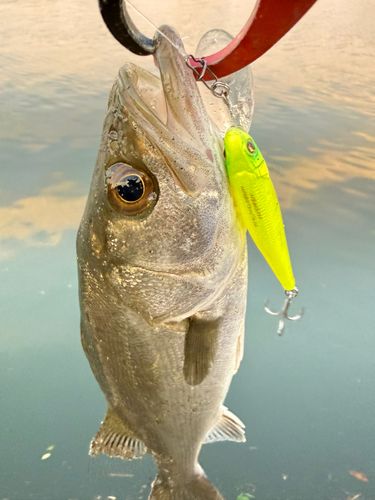 マルスズキの釣果