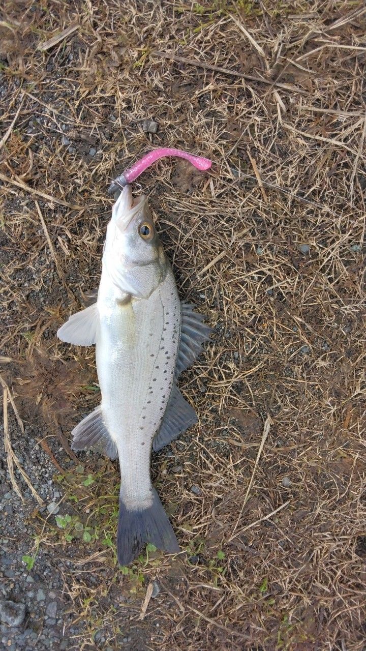シーバスの釣果写真