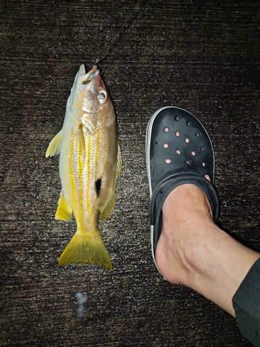 ニセクロホシフエダイの釣果