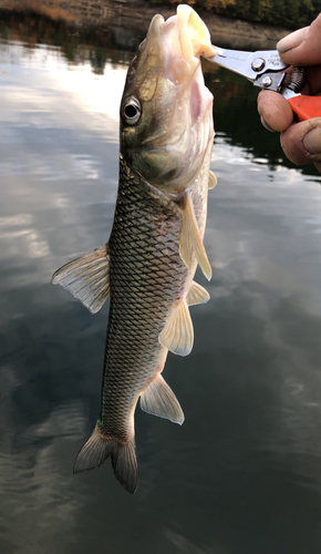 ニゴイの釣果