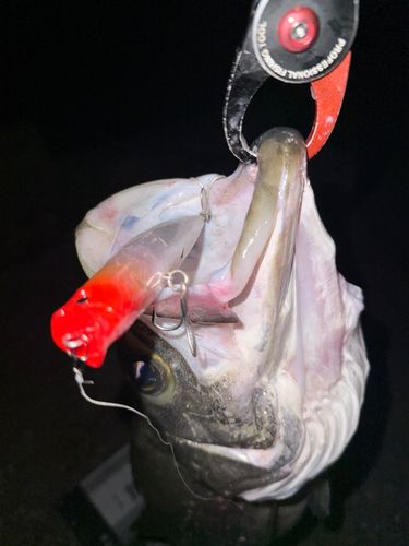 ヒラスズキの釣果