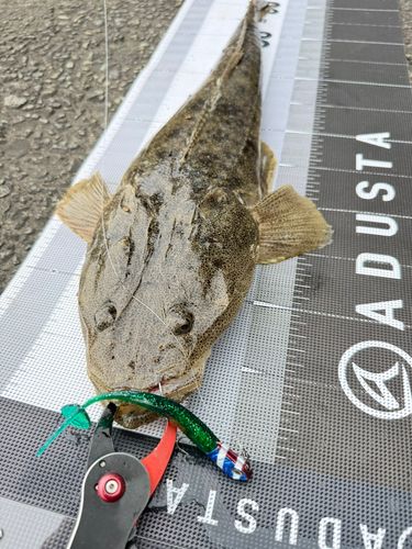 マゴチの釣果