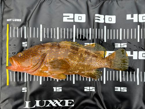 キジハタの釣果