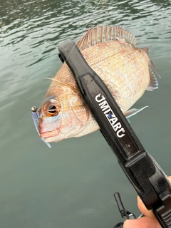 タイの釣果