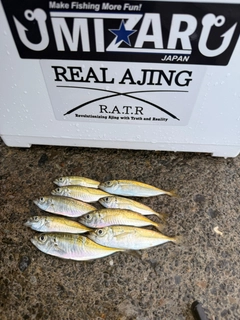 マアジの釣果