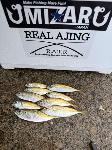 マアジの釣果