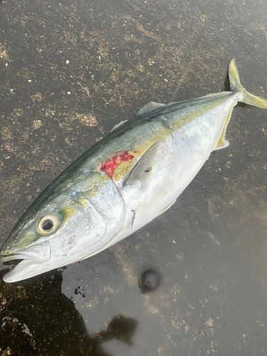 イナダの釣果