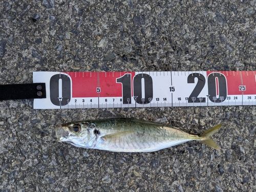 マルアジの釣果
