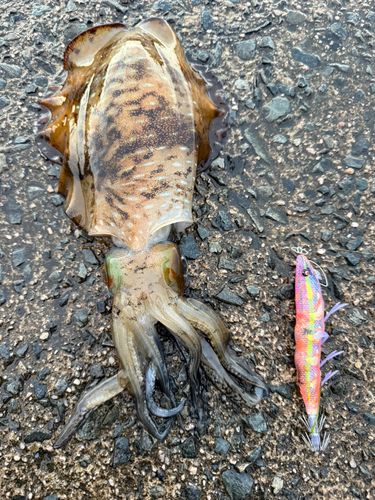 アオリイカの釣果
