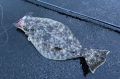 ヒラメの釣果