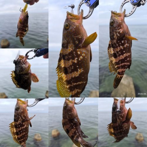 キジハタの釣果