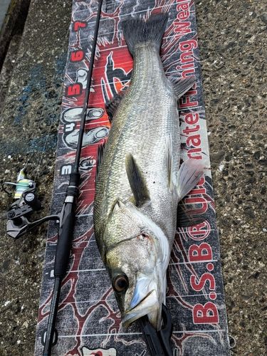 セイゴ（マルスズキ）の釣果