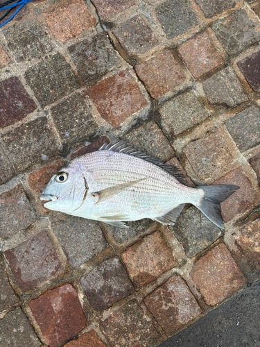 ヘダイの釣果