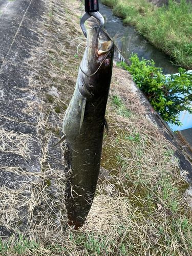 ナマズの釣果