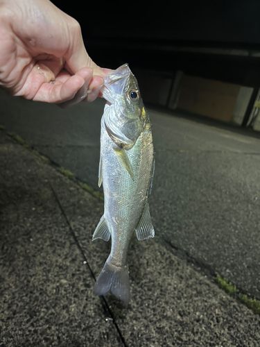 セイゴ（ヒラスズキ）の釣果