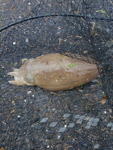 コウイカの釣果