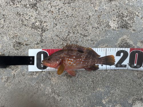 キジハタの釣果