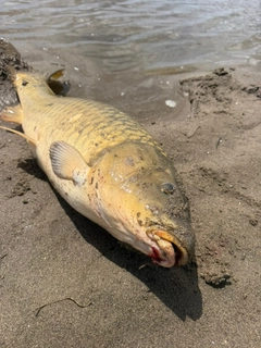 コイの釣果