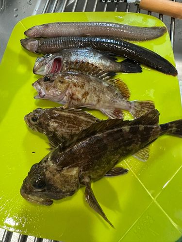 ギンポの釣果