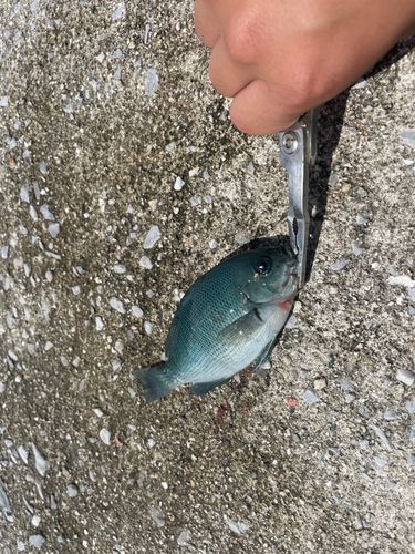 グレの釣果