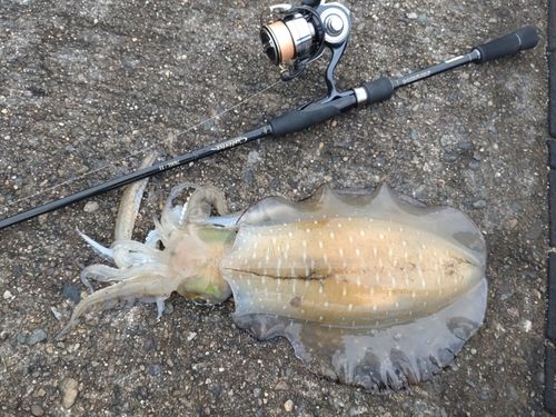 アオリイカの釣果