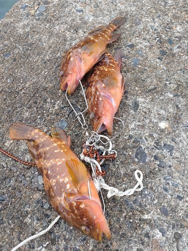 アコウの釣果