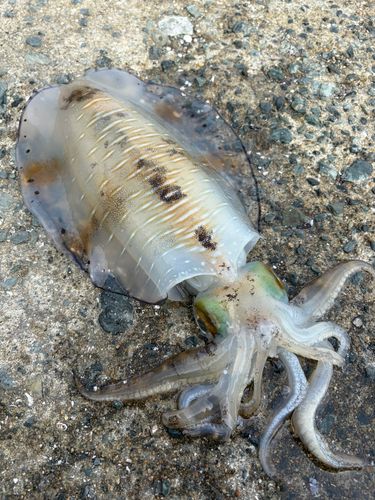 アオリイカの釣果