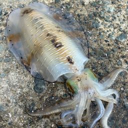 アオリイカの釣果・釣り情報まとめ【2026年最新】 - アングラーズ