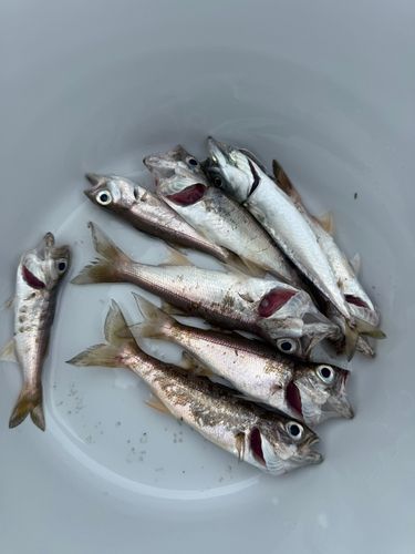 ムツの釣果