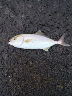 ネリゴの釣果