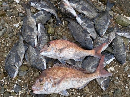 チヌの釣果