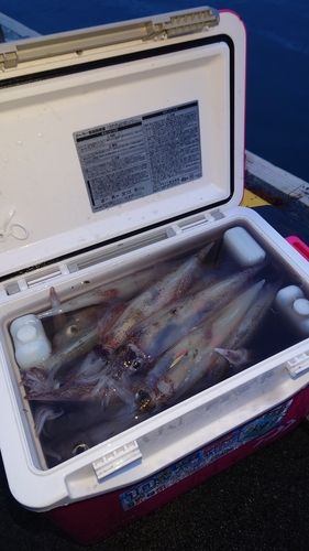 釣果