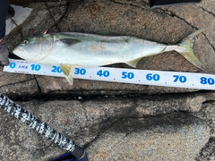 ブリの釣果