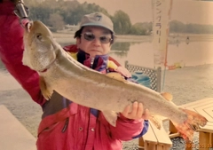 イトウの釣果