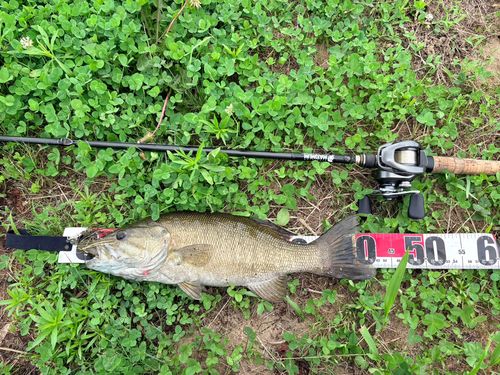 スモールマウスバスの釣果