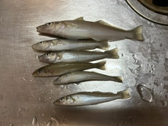 シロギスの釣果