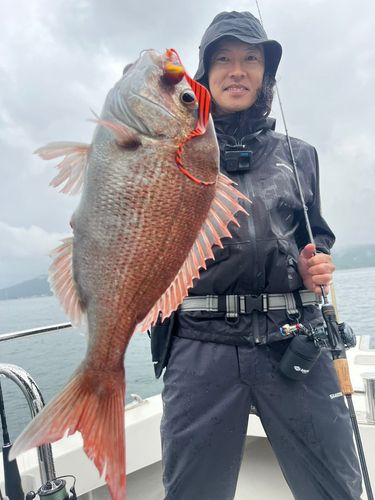 マダイの釣果