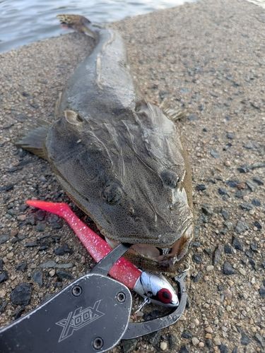 マゴチの釣果