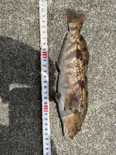 アイナメの釣果