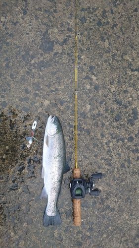 ニジマスの釣果