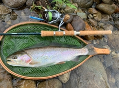 ニジマスの釣果
