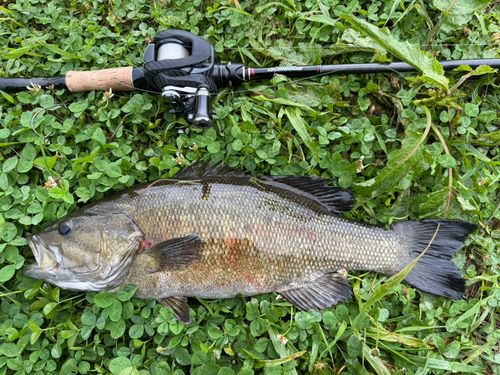 スモールマウスバスの釣果