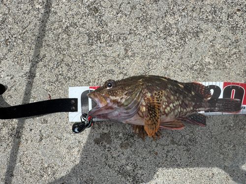 カサゴの釣果