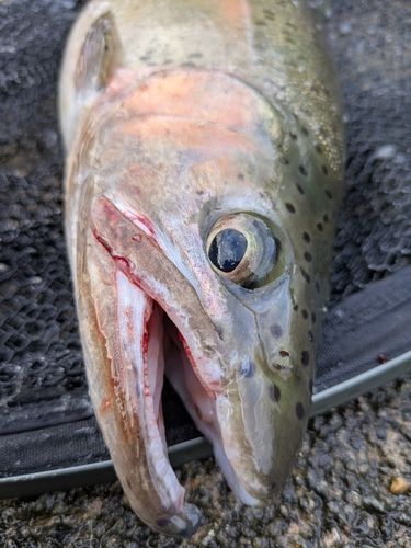 レインボートラウトの釣果
