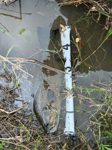 スモールマウスバスの釣果